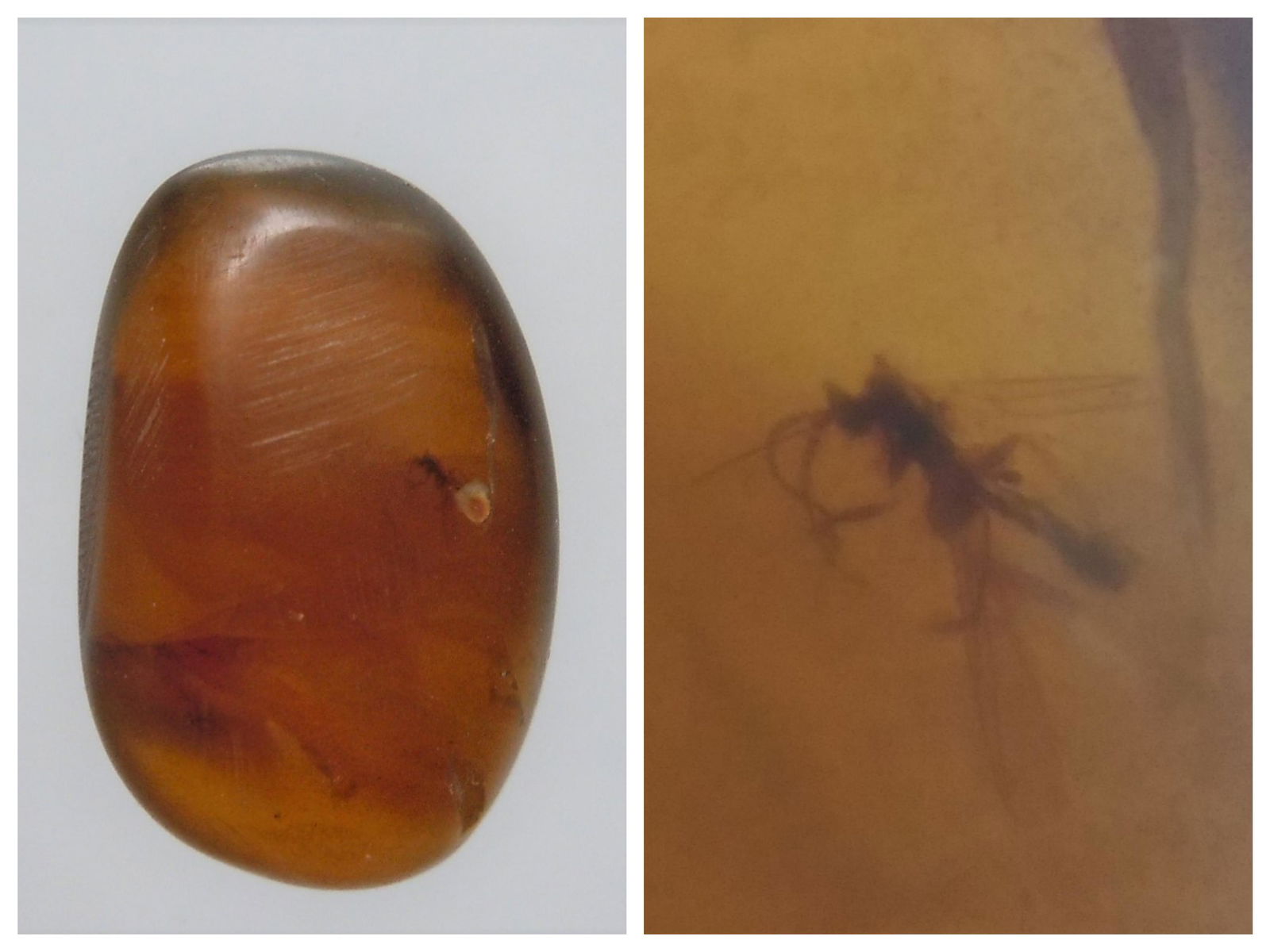 100 MILL YEARS OLD BURMITE AMBER WITH BARCLICE (1 of 7)
