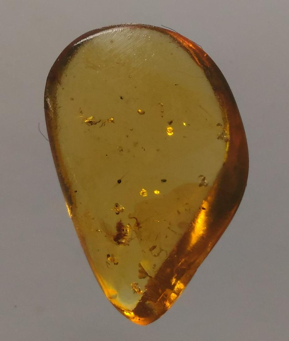 100 MILL YEARS OLD BURMITE AMBER WITH FLY: Title: 100 MILL YEARS OLD BURMITE AMBER WITH FLY Origin: Hukawang Valley, Kachin State, Myanmar Size: 1.8x1.25x0.5 cm / 0.61 gram Description: clear yellow burmite amber with fly Reserve: $14.00 Shipp