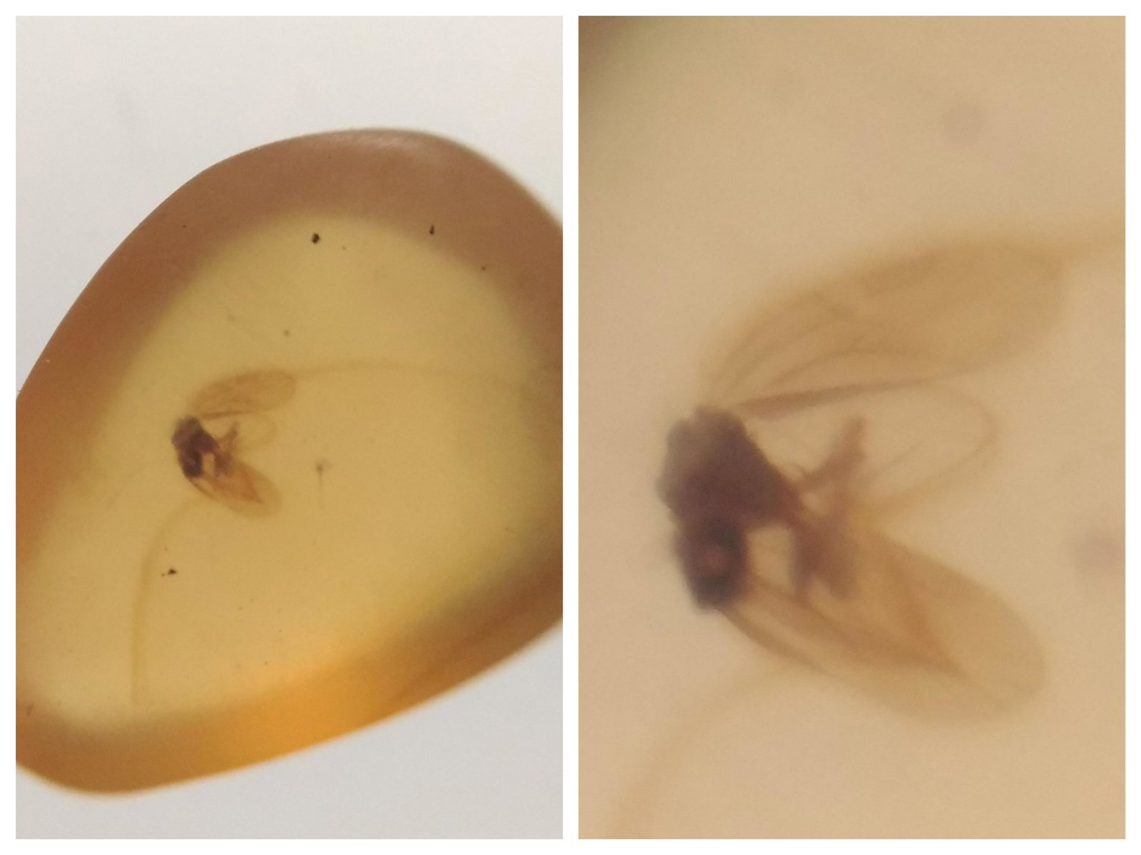 100 MILL YEARS OLD BURMITE AMBER WITH FLY: Title: 100 MILL YEARS OLD BURMITE AMBER WITH FLY Origin: Hukawang Valley, Kachin State, Myanmar Size: 1.1x0.8x0.5 cm / 0.48 gram Description: transparent yellow burmite with fly Reserve: $14.00 Shippi