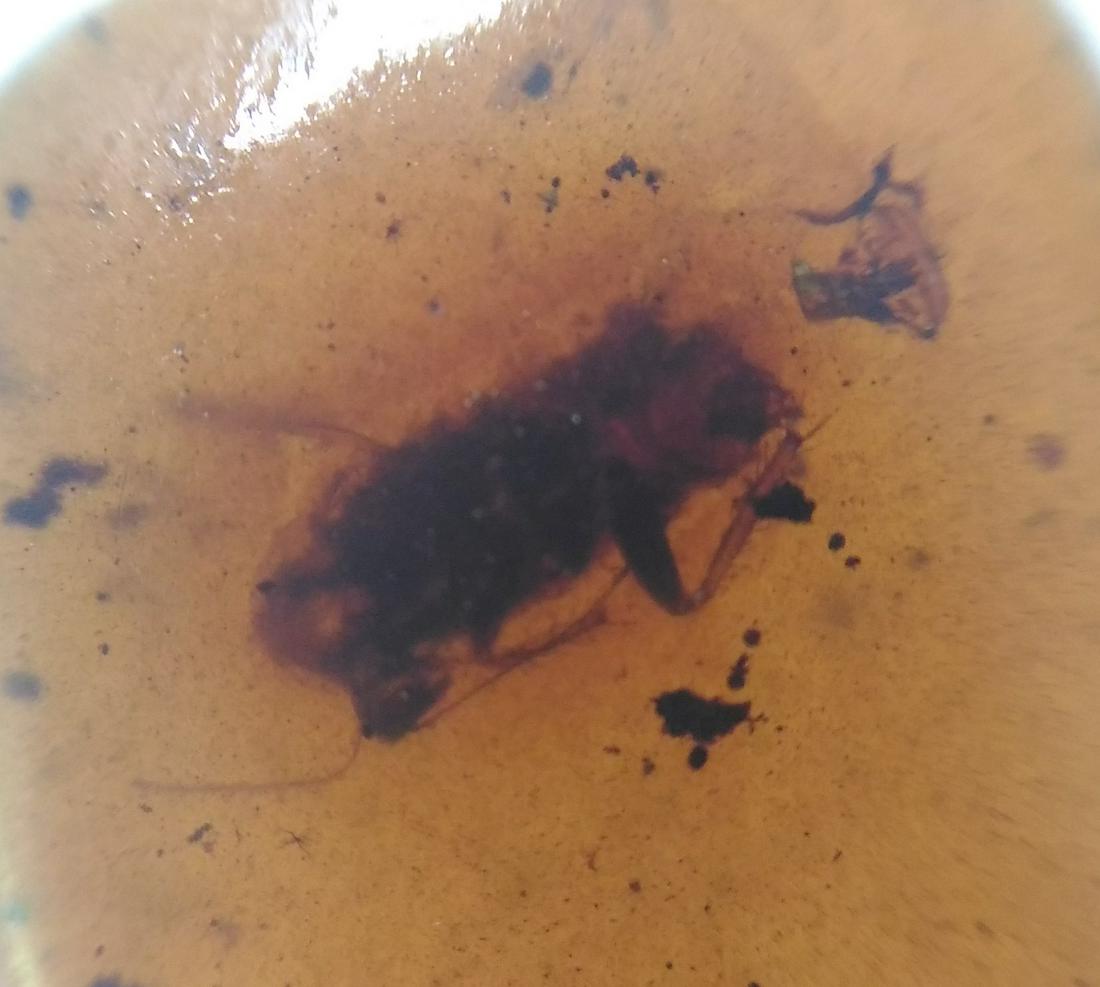 100 MILL YEARS OLD BURMITE AMBER WITH ROACH (1 of 4)
