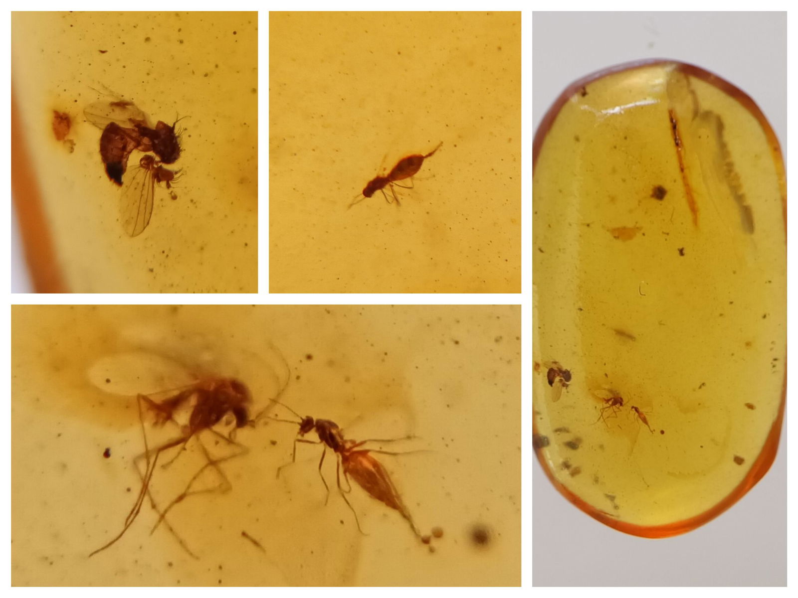 100 MILL YEARS OLD BURMITE AMBER WITH 2 MOSQUITOES, FLY & THRIP (1 of 9)