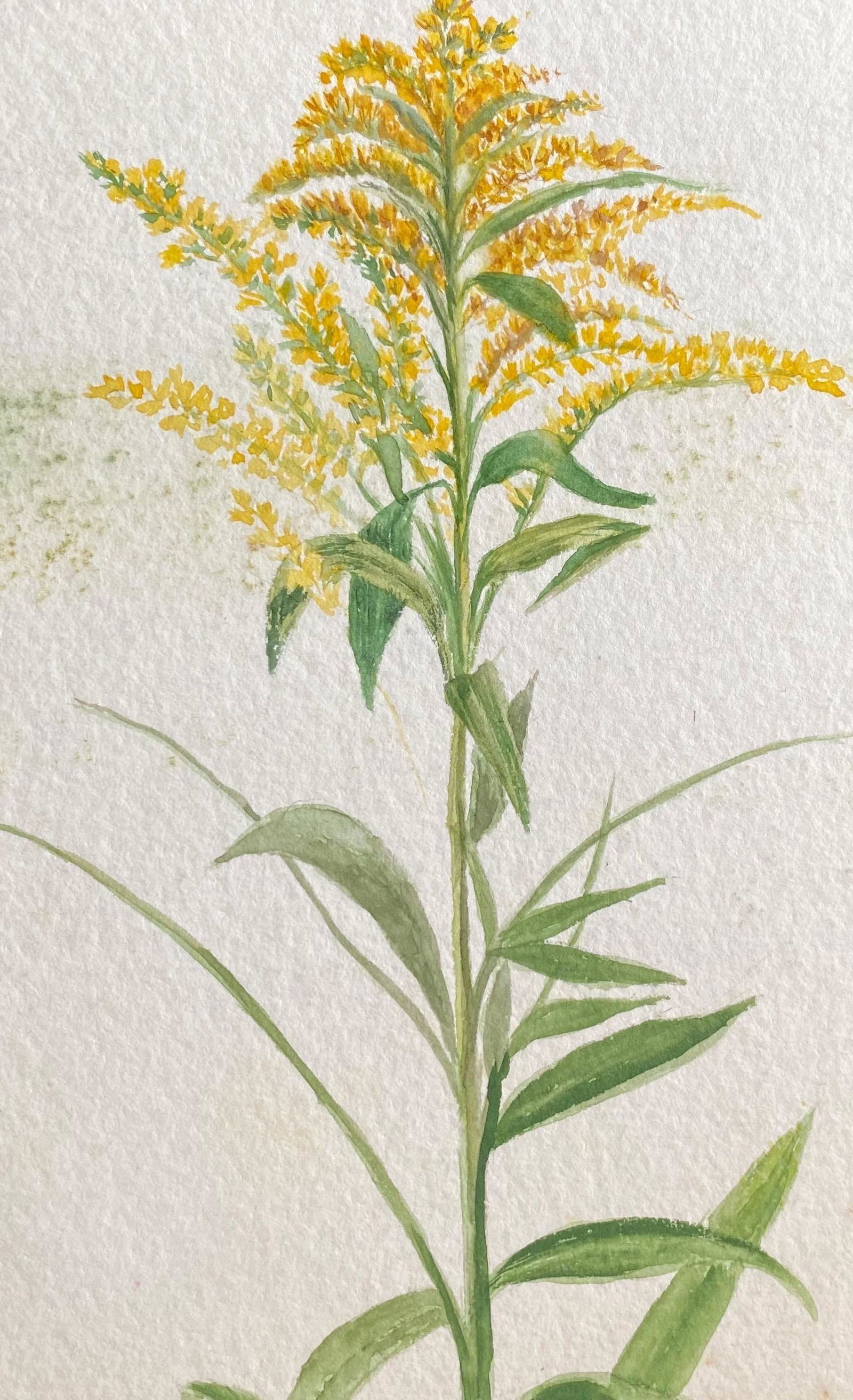 Caroline Worsley: Fine Antique British Botannical Watercolour Painting, circa 1900's - Yellows (1 of 6)
