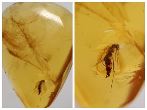 100 MILL YEARS OLD BURMITE AMBER WITH FLY: Title: 100 MILL YEARS OLD BURMITE AMBER WITH FLY Origin: Hukawang Valley, Kachin State, Myanmar Size: 1.95x1.5x0.55 cm / 0.91 gram Description: yellow clear burmite amber with fly. some natural cracks