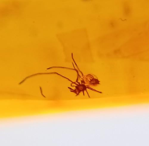 100 MILL YEARS OLD BURMITE AMBER WITH SPIDER: Title: 100 MILL YEARS OLD BURMITE AMBER WITH SPIDER Origin: Hukawang Valley, Kachin State, Myanmar Size: 2.65x1x0.5 cm/ 1.0 gram Description: yellow to brown burmite amber with spider. some natural co