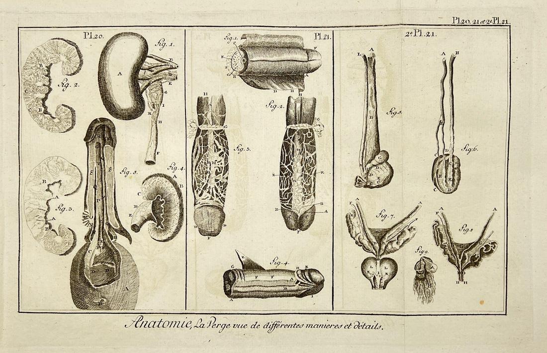 Antique Print - Anatomy - Male Member - Organ - Denis Diderot - France - 1780: Title/Artist: Antique Print - Anatomy - Male Member - Organ - Denis Diderot - France - 1780 Date: 1780 Material: Paper Dimensions: 21 cm x 32 cm Description: A wonderful print taken from the collectio