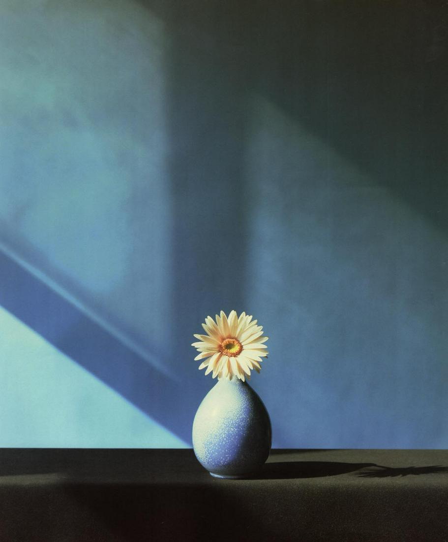 MAPPLETHORPE - African Daisy, 1982 (1 of 1)