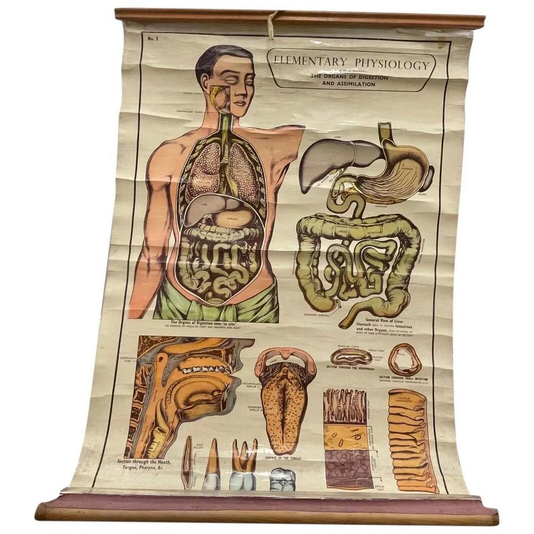 Medical Elementary Physiology Chart Poster Organs Of Assimilation Arnold No 5: Title: Medical Elementary Physiology Chart Poster Organs Of Assimilation Arnold No 5 Description: Medical Elementary Physiology Chart Poster Organs Of Assimilation Arnold No 5 1 Vintage Early 20th Cen