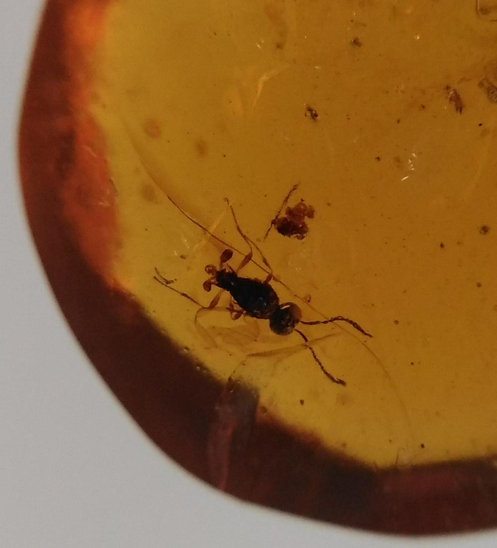 100 MILL YEARS OLD BURMITE AMBER WITH WASP: Title: 100 MILL YEARS OLD BURMITE AMBER WITH WASP Origin: Hukawang Valley, Kachin State, Myanmar Size: 1.25x1.2x0.5 cm / 0.52 gram Description: dark yellow burmite amber with wasp. some natural cracks
