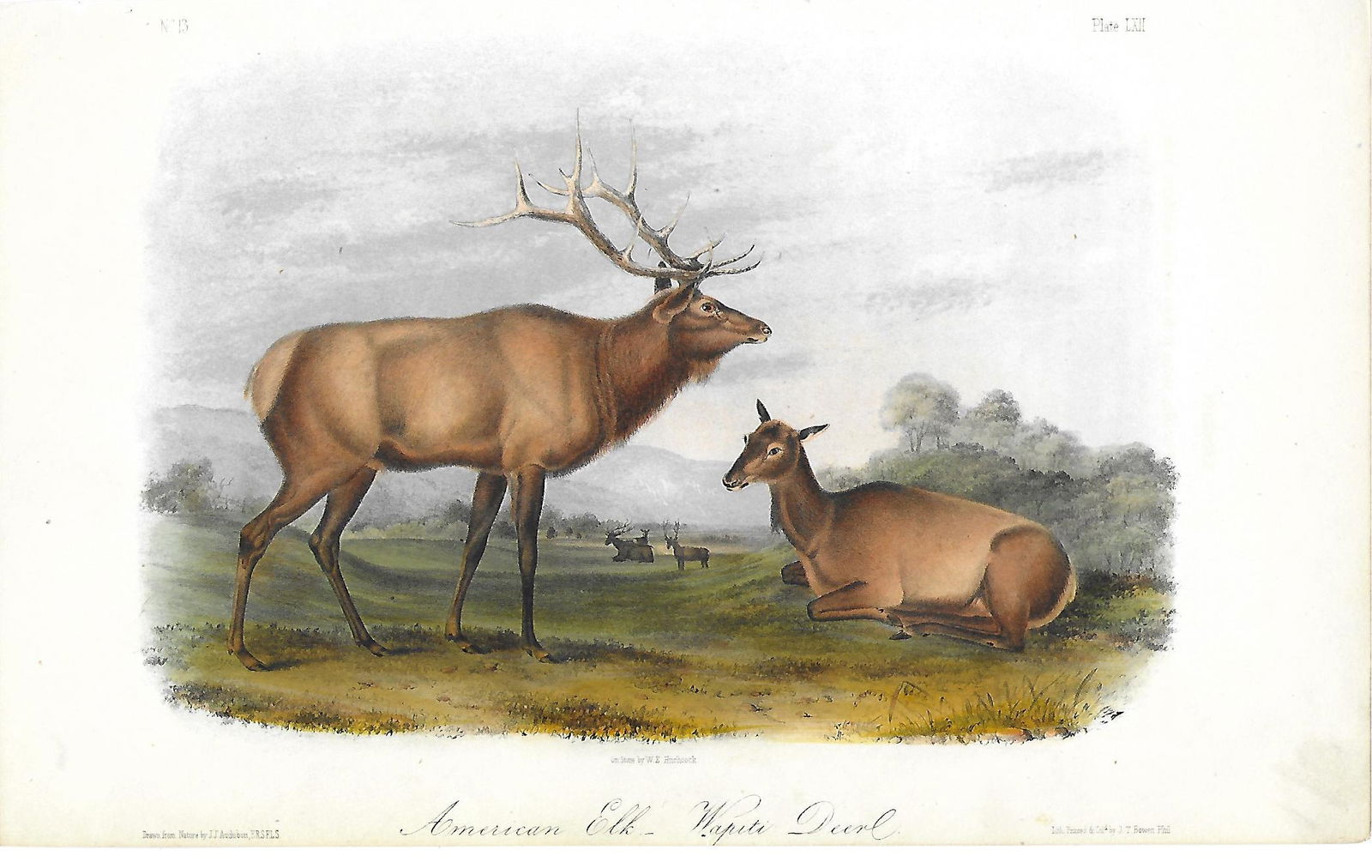 American Elk - Original Antique Audubon Print (1 of 1)