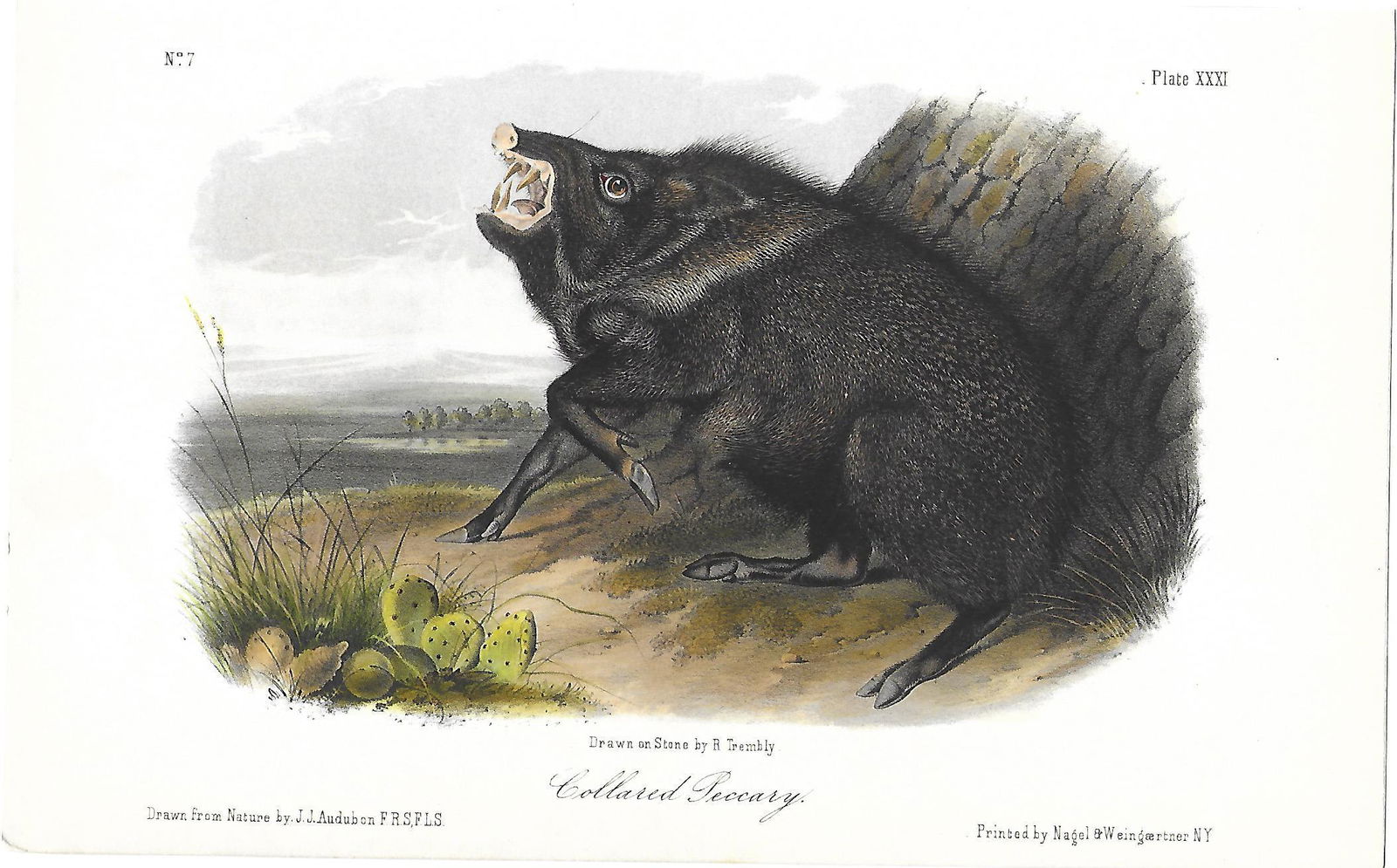 Collared Peccary - Antique Audubon Print (1 of 1)