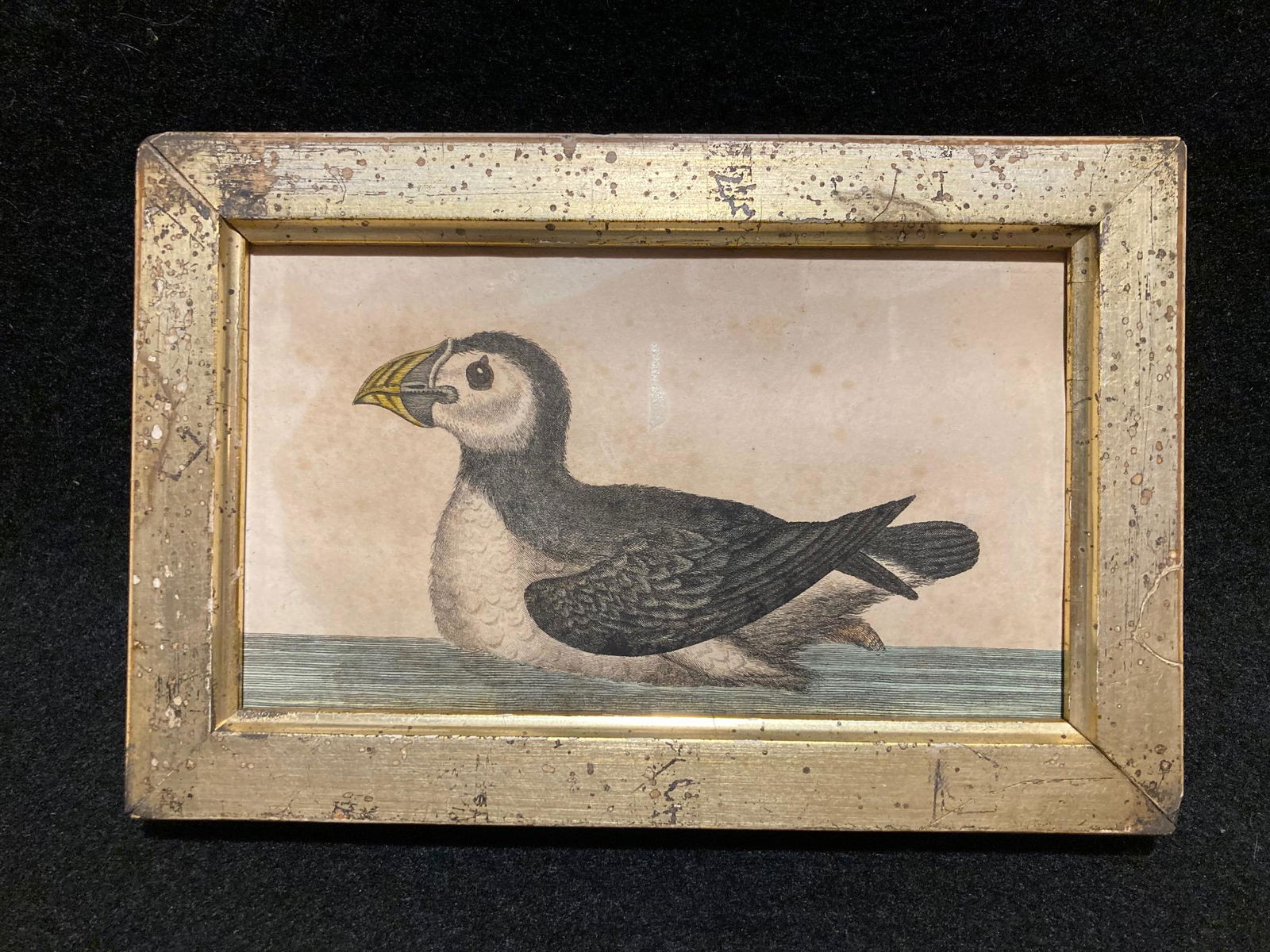 1796 hand colored Puffin copperplate engraving (1 of 2)