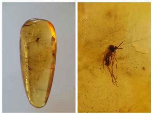 100 MILL YEARS OLD BURMITE AMBER WITH MOSQUITO & FLY: Title: 100 MILL YEARS OLD BURMITE AMBER WITH MOSQUITO & FLY Origin: Hukawang Valley, Kachin State, Myanmar Size: 2.35x1x0.6 cm / 0.85 gram light yellow burmite amber with mosquito and fly. natural cra