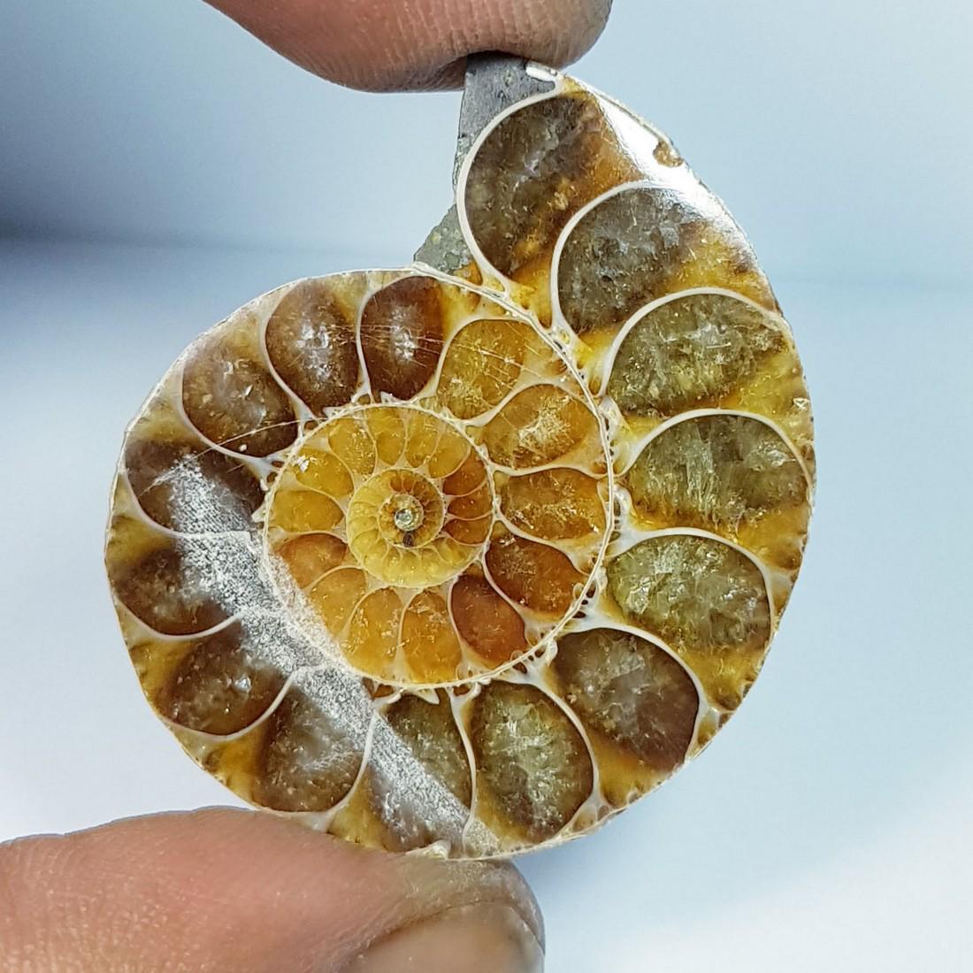 61.93 ctz Natural  Ammonite Fossil Seashell Snail Gemstone (1 of 3)