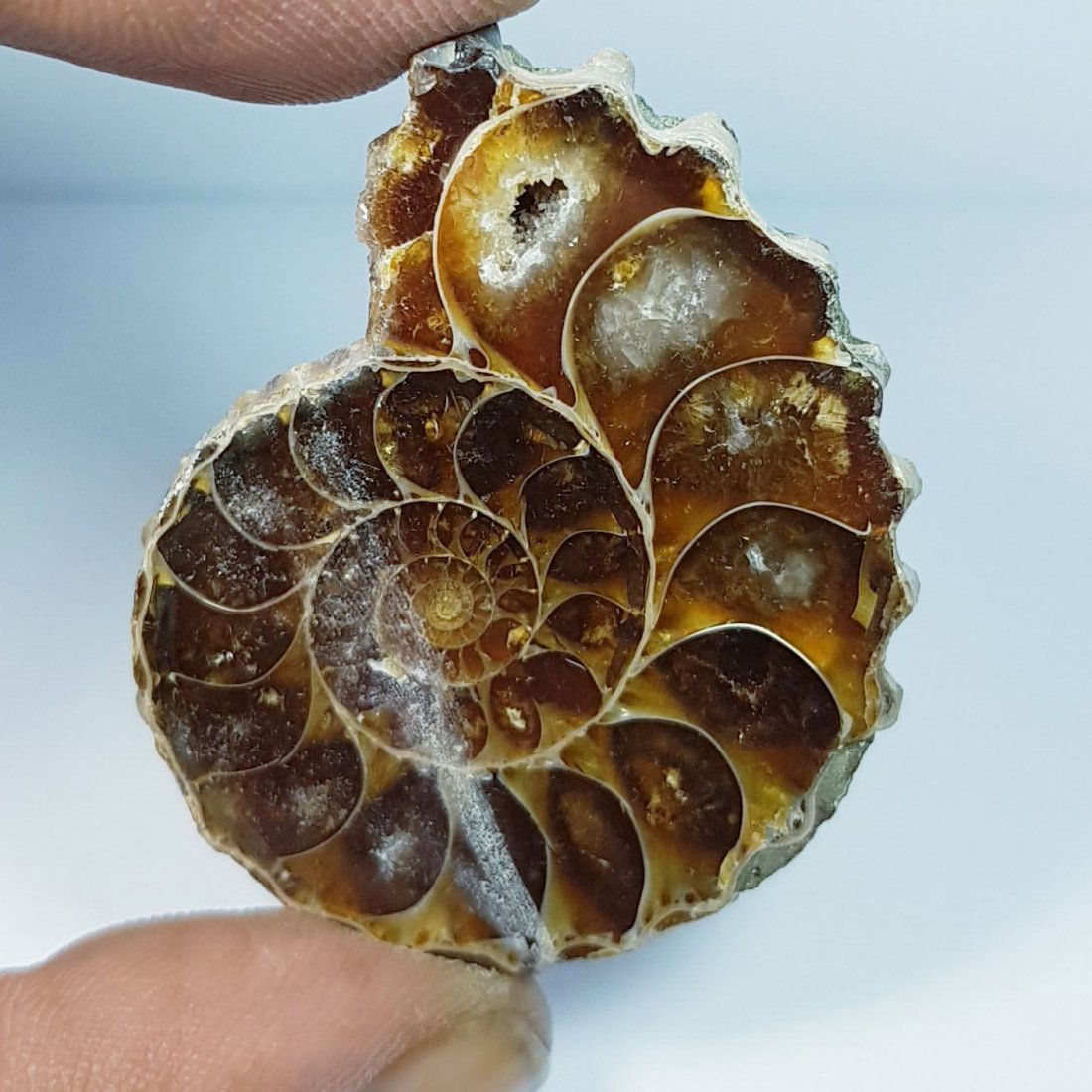 32.84 ctz Natural  Ammonite Fossil Seashell Snail Gemstone (1 of 4)