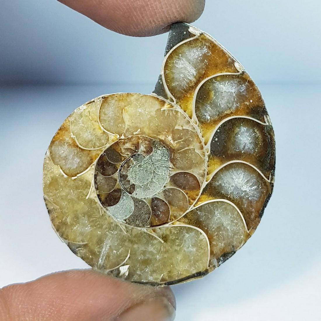 71.37 ctz Natural Ammonite Fossil Seashell Snail Gemstone: No Reserve! Title:71.37 ctz Natural Ammonite Fossil Seashell Snail Gemstone Color/Clarity:Brown / Opaque Gemstones:Snail Carat Weights:71.37 Size/Dimensions:38.00 x 31.50 x 9.70 Additional Information