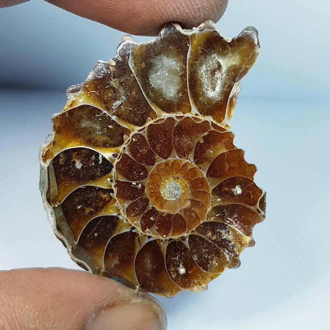 66.84ctz Natural  Ammonite Fossil Seashell Snail Gemstone (1 of 4)