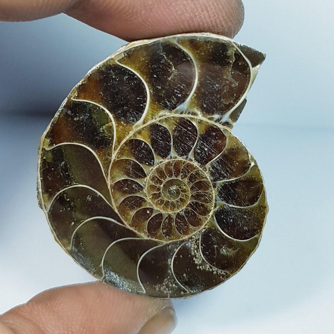 79.30 ctz Natural Ammonite Fossil Seashell Snail Gemstone: No Reserve! Title:79.30 ctz Natural Ammonite Fossil Seashell Snail Gemstone Color/Clarity:Brown / Opaque Gemstones:Snail Carat Weights:79.3 Size/Dimensions:37.65 x 32.40 x 8.40 Additional Information: