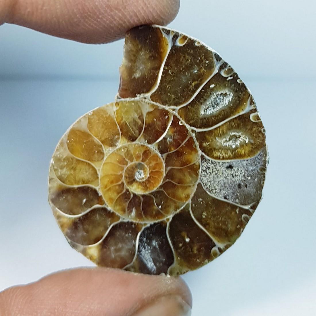 52.47 ctz Natural Ammonite Fossil Seashell Snail Gemstone: No Reserve! Title: 52.47 ctz Natural Ammonite Fossil Seashell Snail Gemstone Color/Clarity: Brown / Opaque Gemstones: Snail Carat Weights: 52.47 Size/Dimensions: 32.80 x 28.60 x 8.50 Additional Inform