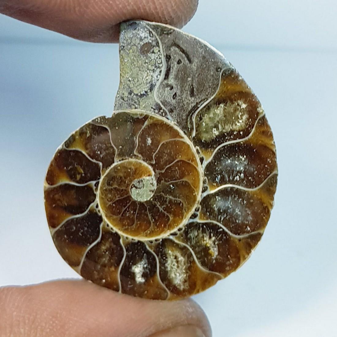 49.22 ctz Natural Ammonite Fossil Seashell Snail Gemstone: No Reserve! Title: 49.22 ctz Natural Ammonite Fossil Seashell Snail Gemstone Color/Clarity: Brown / Opaque Gemstones: Snail Carat Weights: 49.22 Size/Dimensions: 24.80 x 29.10 x 8.00 Additional Inform