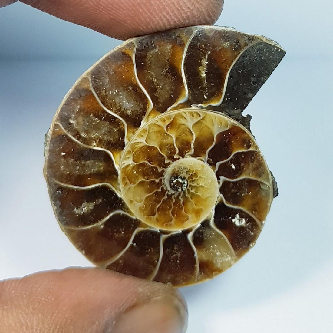 72.55 ctz Natural  Ammonite Fossil Seashell Snail Gemstone (1 of 4)