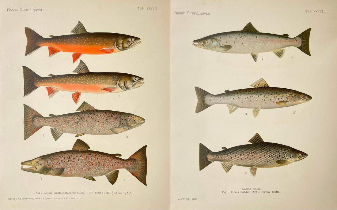 Antique Print - Scandinavia Fish - Set of 2 Prints - Atlantic Salmon - Arctic Char (1 of 3)