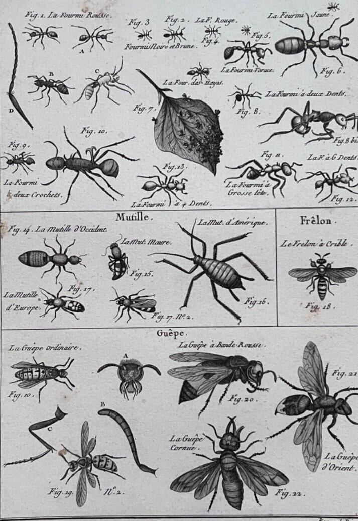 Antique Etching Aints by Benard DIREXIT circa 1797: Antique Etching Aints by Benard DIREXIT, Circa 1797 Description Engraving on paper 31.5 x 23 cm stains, folds ref: b5 Reserve: $70.00 Shipping: Domestic: Flat-rate of $15.00 to anywhere wi