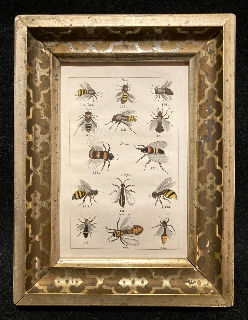 Early 19thc hand colored BEES engraving (1 of 2)