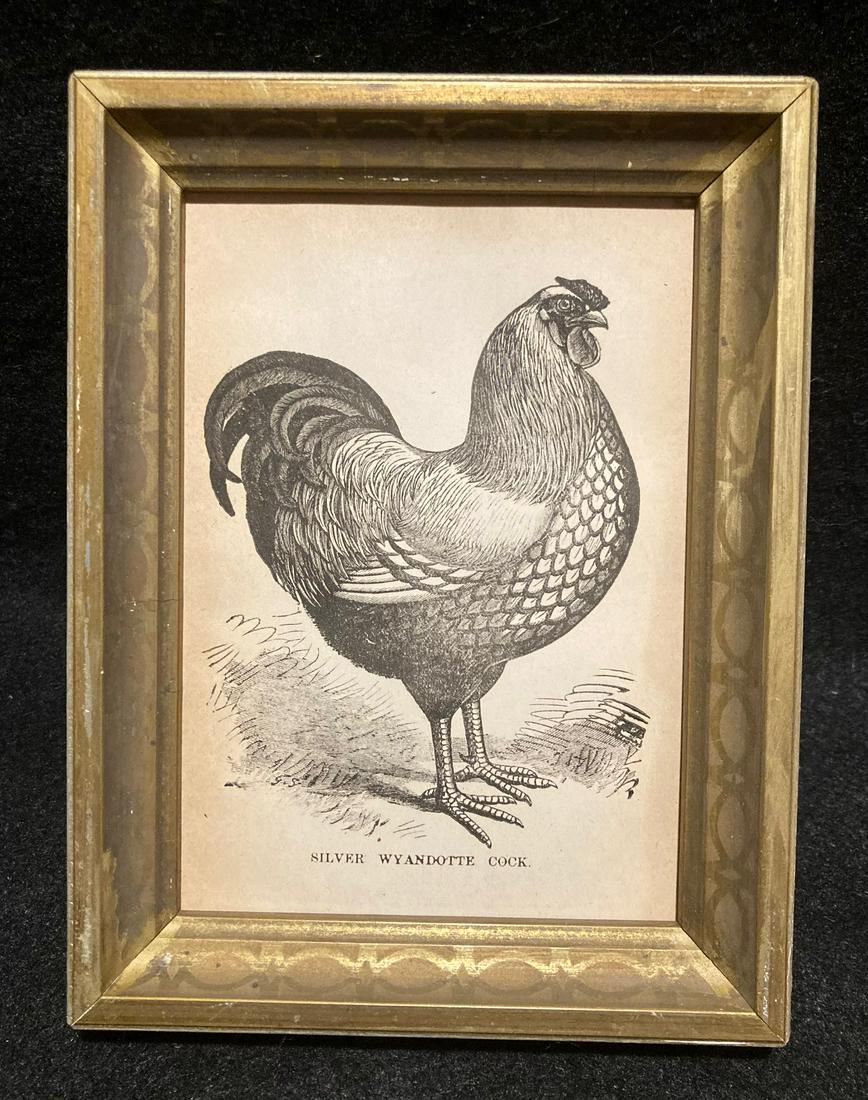 1880’s Silver Wyandotte Cock engraving (1 of 2)