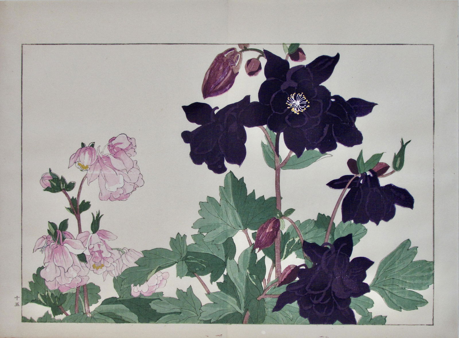 Konan Tanigami: Aquilegia (1 of 2)