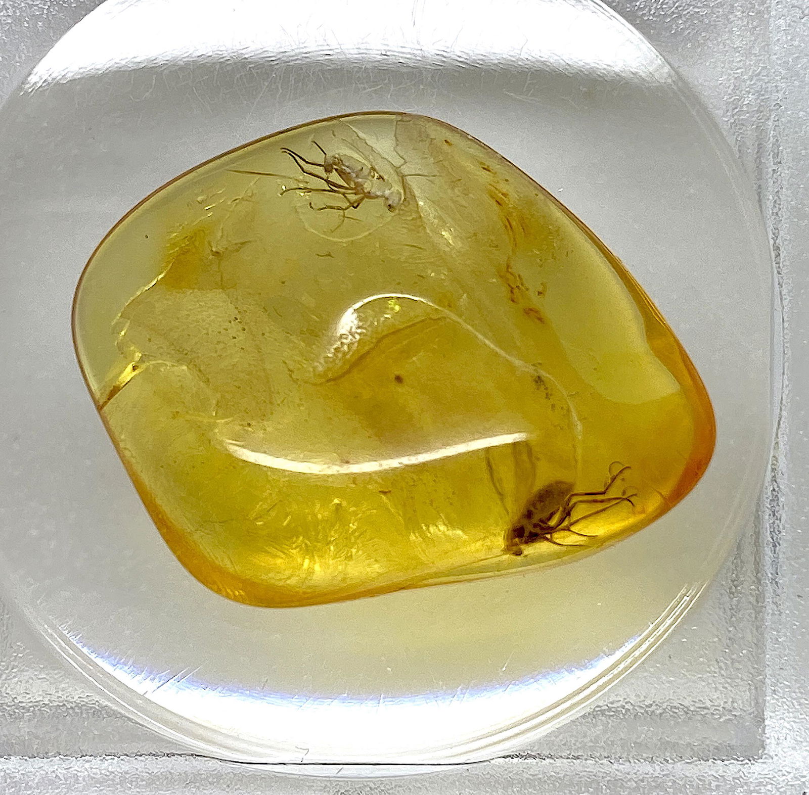 Raw Amber Stone with two small flies (1 of 8)