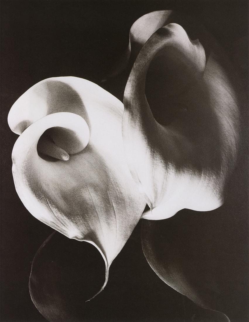 IMOGEN CUNNINGHAM - Two Callas, 1929 (1 of 1)