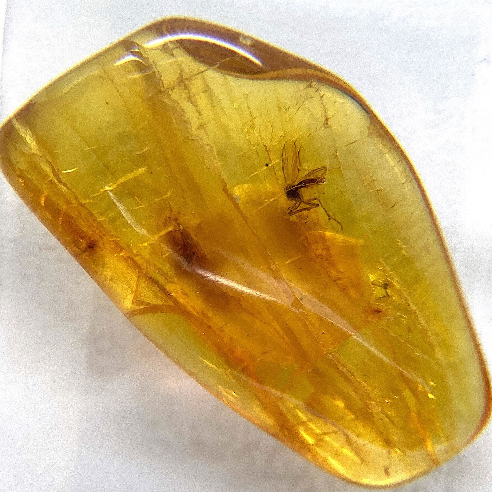 Raw Amber Stone with mosquito (1 of 10)
