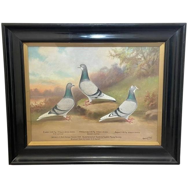 Ornithology British Oil Painting 3 Racing Pigeons By William Andrew Beer C1929 (1 of 1)