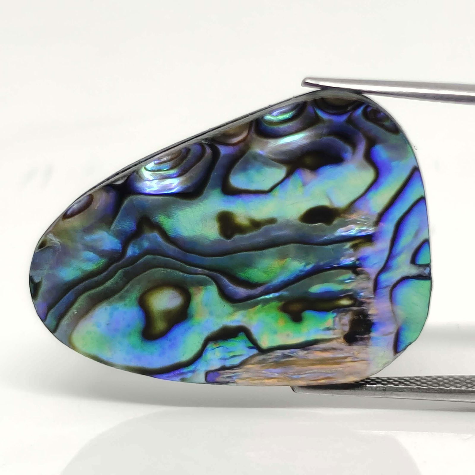 29 ct Natural Australian Abalone Shell (1 of 2)