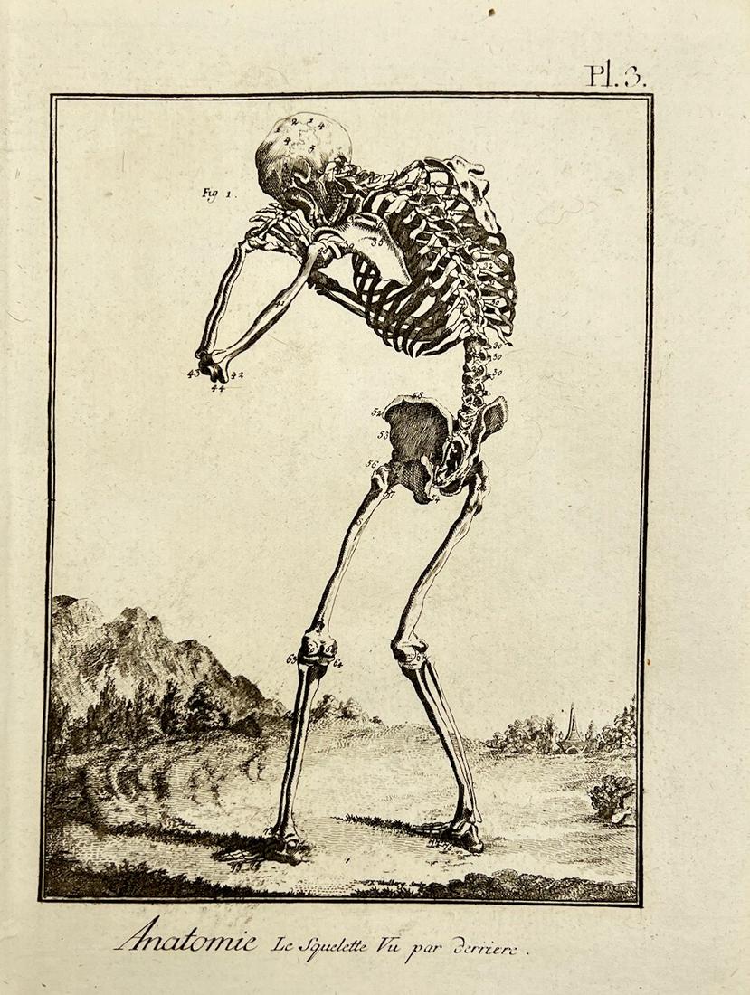 Antique Anatomy Print - Back View of the Skeleton - Human - France - 1780 (1 of 2)
