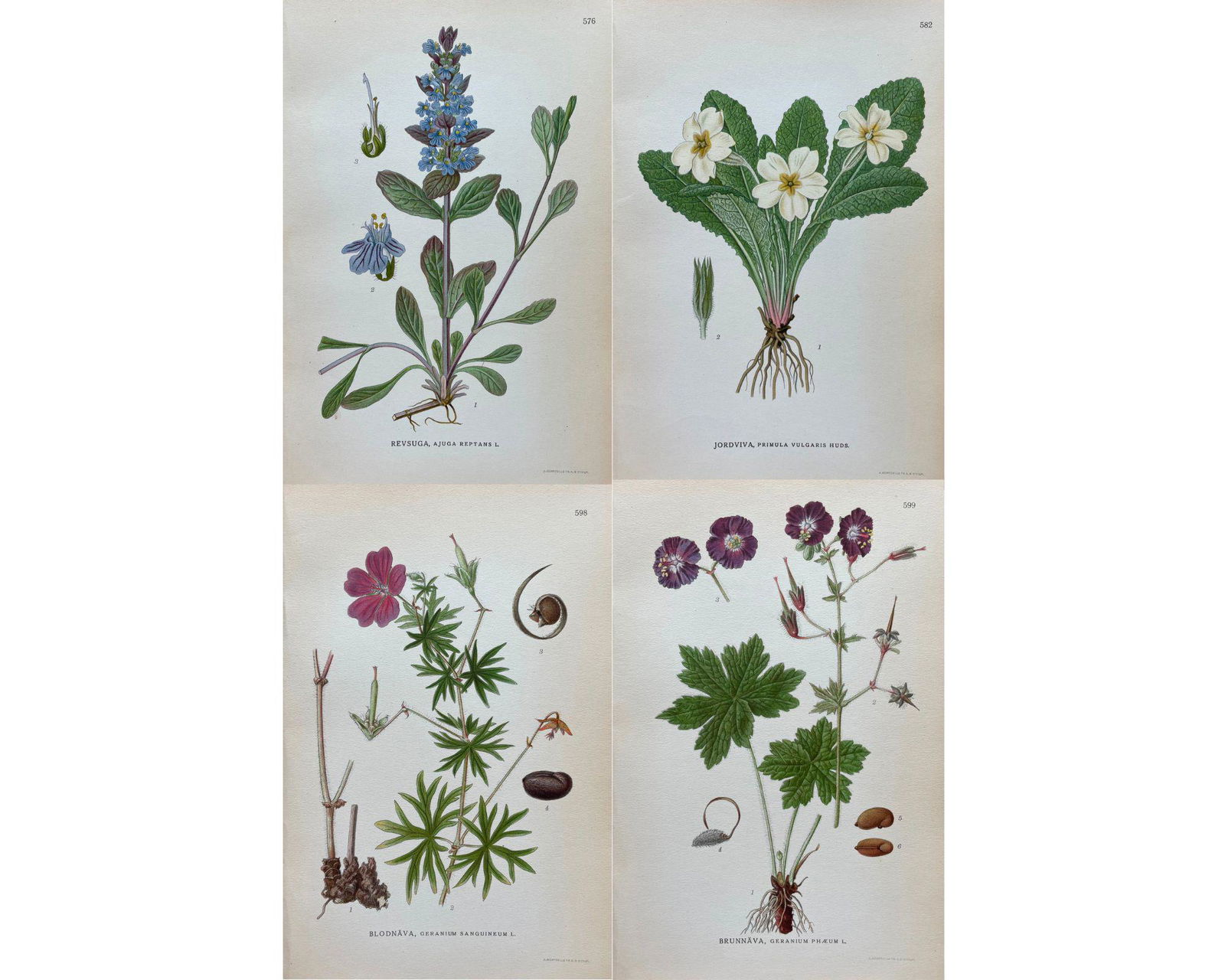 Antique Flower Print - Set of 4 Prints - Bugleherb - Primrose - Geranium Sanguineum - Geranium (1 of 5)