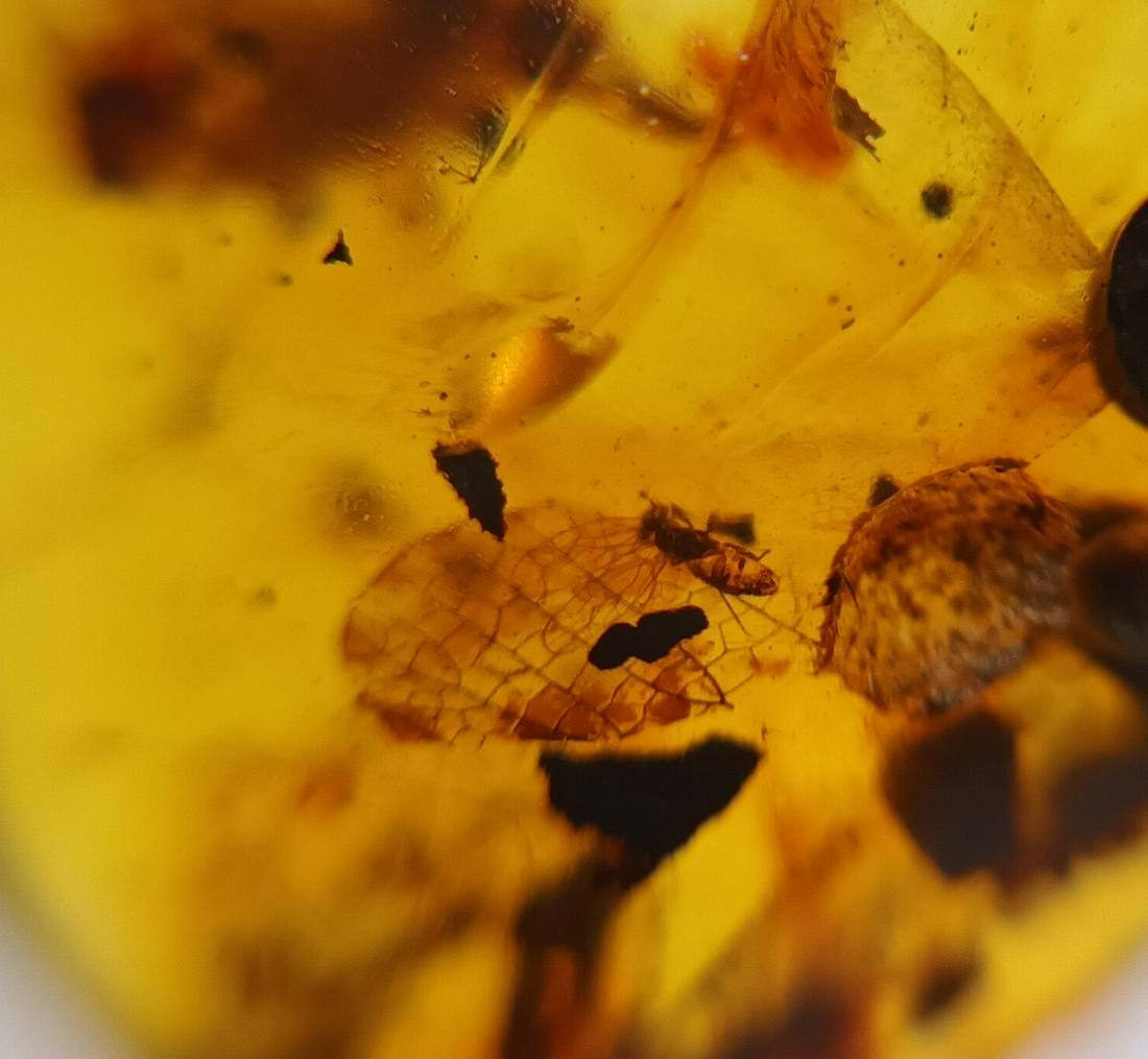 DINOSAUR AGE BURMITE AMBER WITH FLY & INSECT WING (1 of 7)