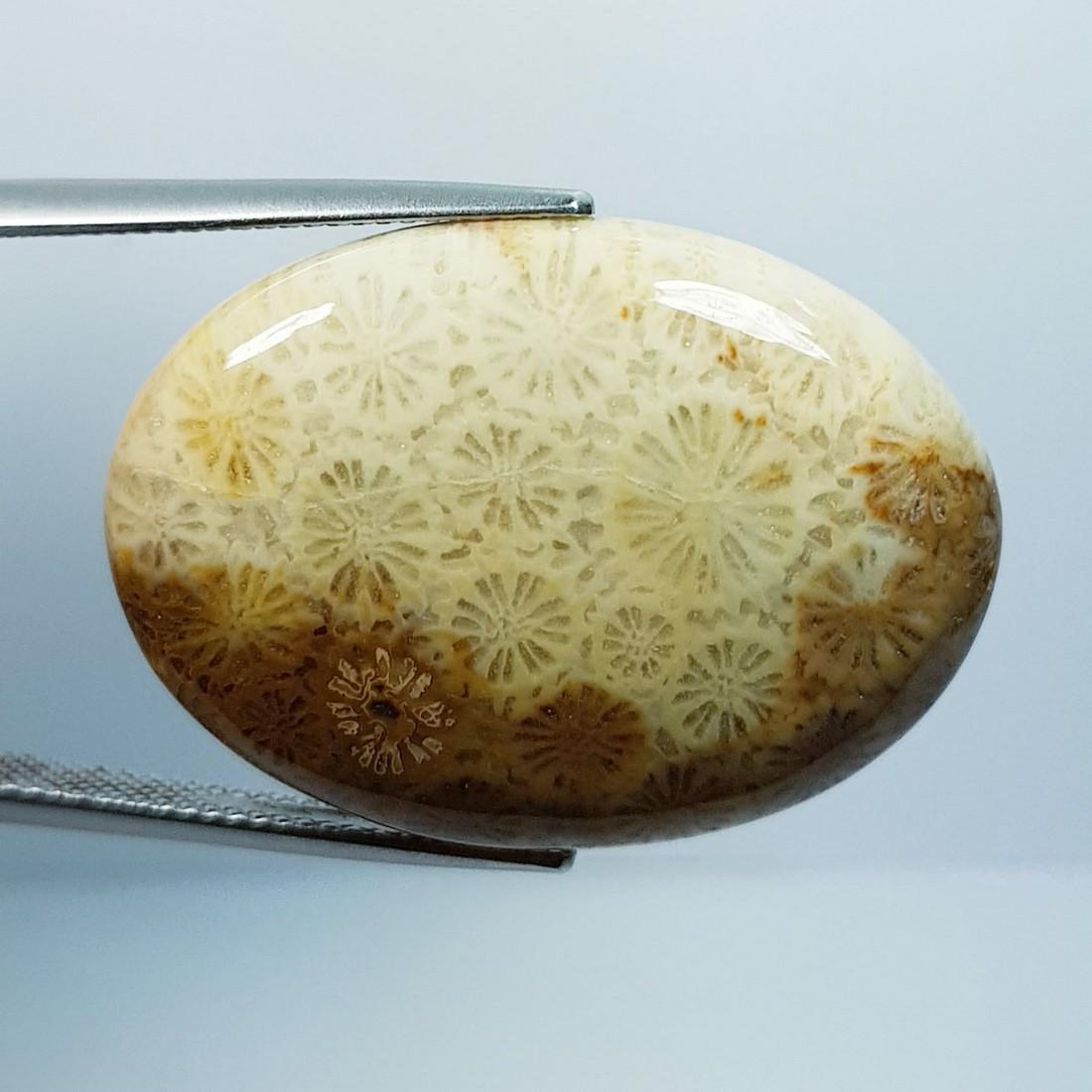 37.60 ctz NaturalBrown Fossile Coral (1 of 4)