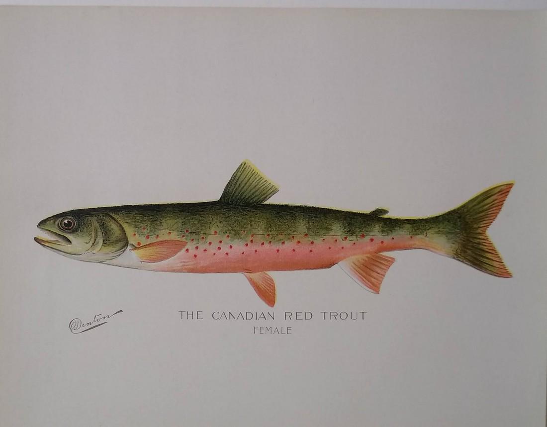 Canadian Red Trout (Female)_: Sherman Foote Denton: Lot Title: Canadian Red Trout (Female)_ Author/Artist: Sherman Foote Denton Date: 1903 Source: Fish & Game of the State of New York - Portfolio Size/Format: 9.5 x 12 inches Process: Chromolithogrphy A