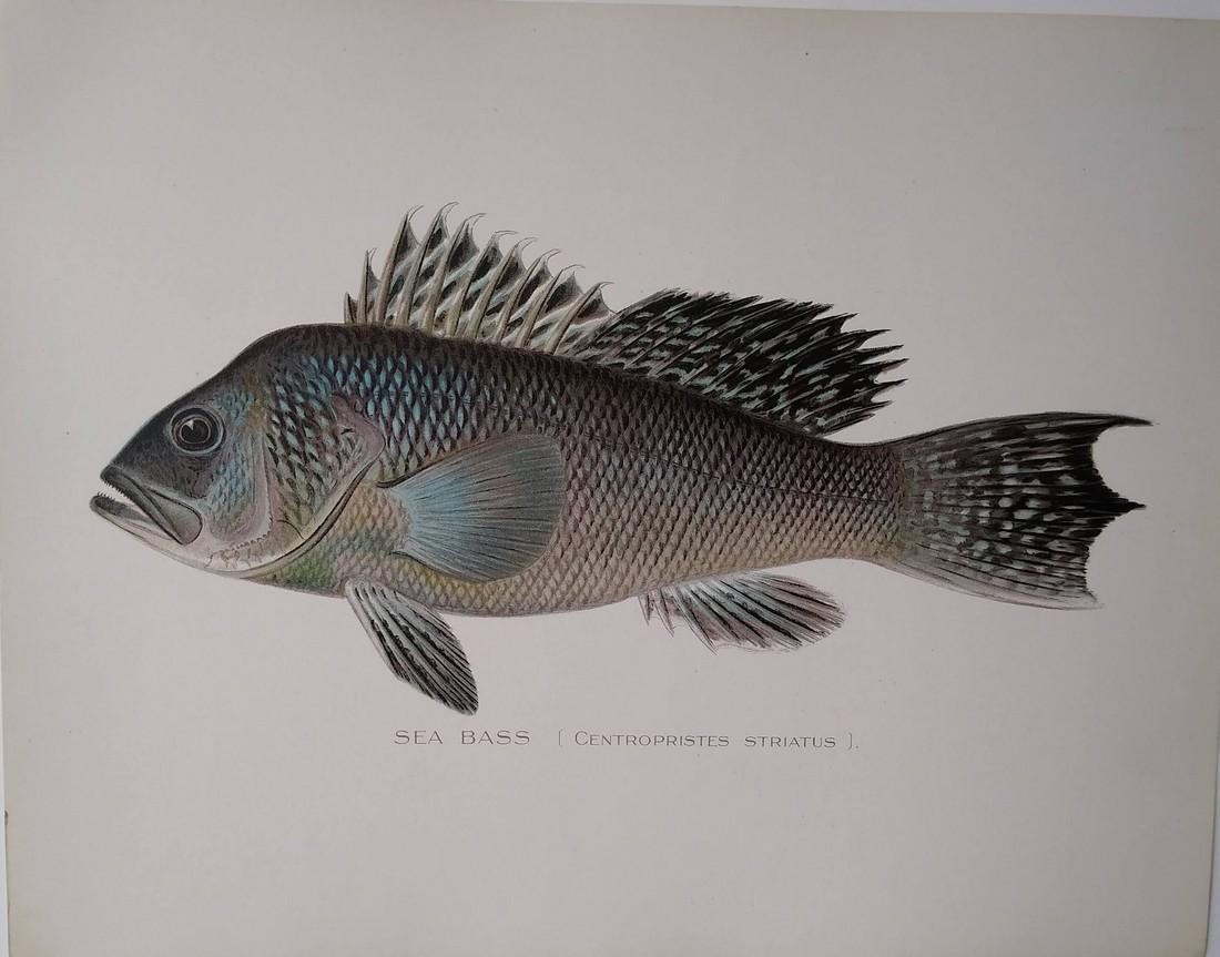 Sea Bass - antique fish print: Sherman Foote Denton (1 of 1)