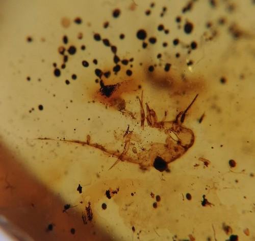 100 MILL YEARS OLD BURMITE AMBER WITH INSECT: Title: 100 MILL YEARS OLD BURMITE AMBER WITH INSECT Origin: Hukawang Valley, Kachin State, Myanmar Size: 1.6x1.2x0.5 cm / 0.64 gram Description: yellow burmite amber with unknown insect Reserve: $10.0