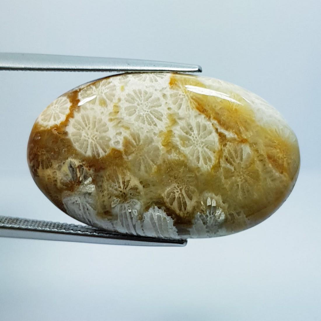 30.35 ctz Natural Brown Fossile Coral (1 of 4)