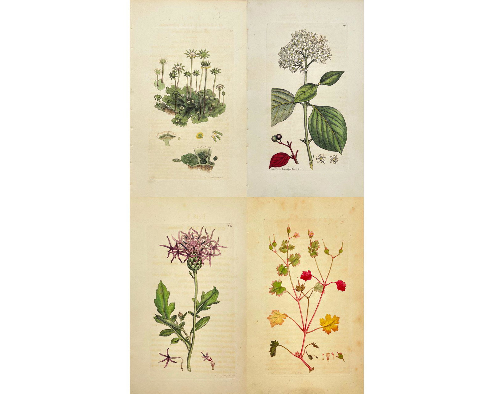 Antique Flower Print - Set of 4 Prints - Star-beaded Marchantia - Wild Cornel tree - Centaurea - (1 of 5)