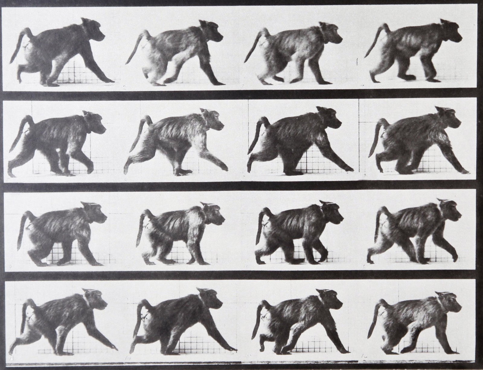 Eadweard Muybridge: Babouin walking AL747: Artist: Eadweard Muybridge Title: Babouin walking AL747 Medium: Printed in 1979 Heavy weight paper Print Date: Vintage Photogravure Print Origin: Printed in Italy in 1979 Dimensions: Mount Size: 30x40