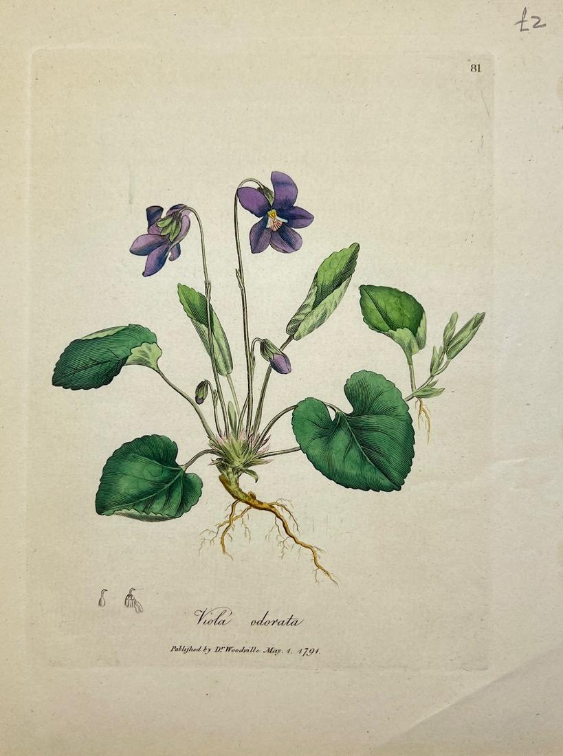 Antique Botanical Print - Medical Botany - English Violet - James Sowerby - 1791 (1 of 2)