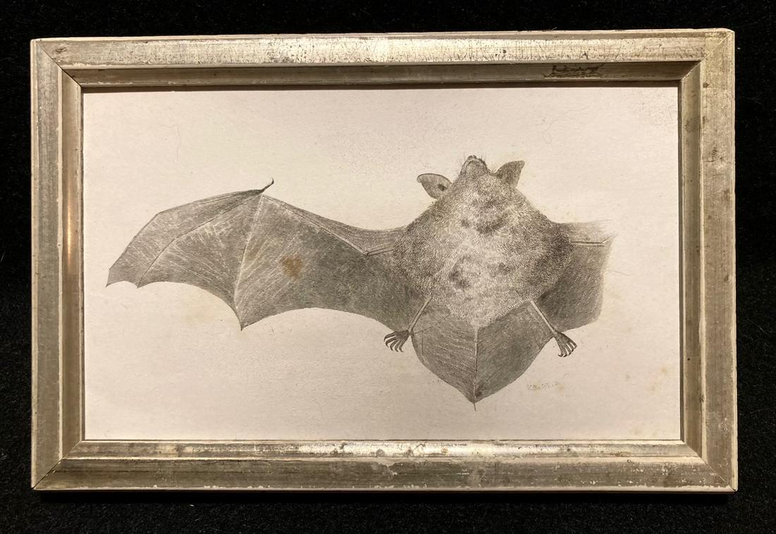 C1840 Carolina Bat engraving: In a 19thc worn silver leaf frame. Total framed size is approximately 5” x 8”. Shipping: Domestic: Flat-rate of $12.00 to anywhere within the contiguous U.S. International: Foreign shippin