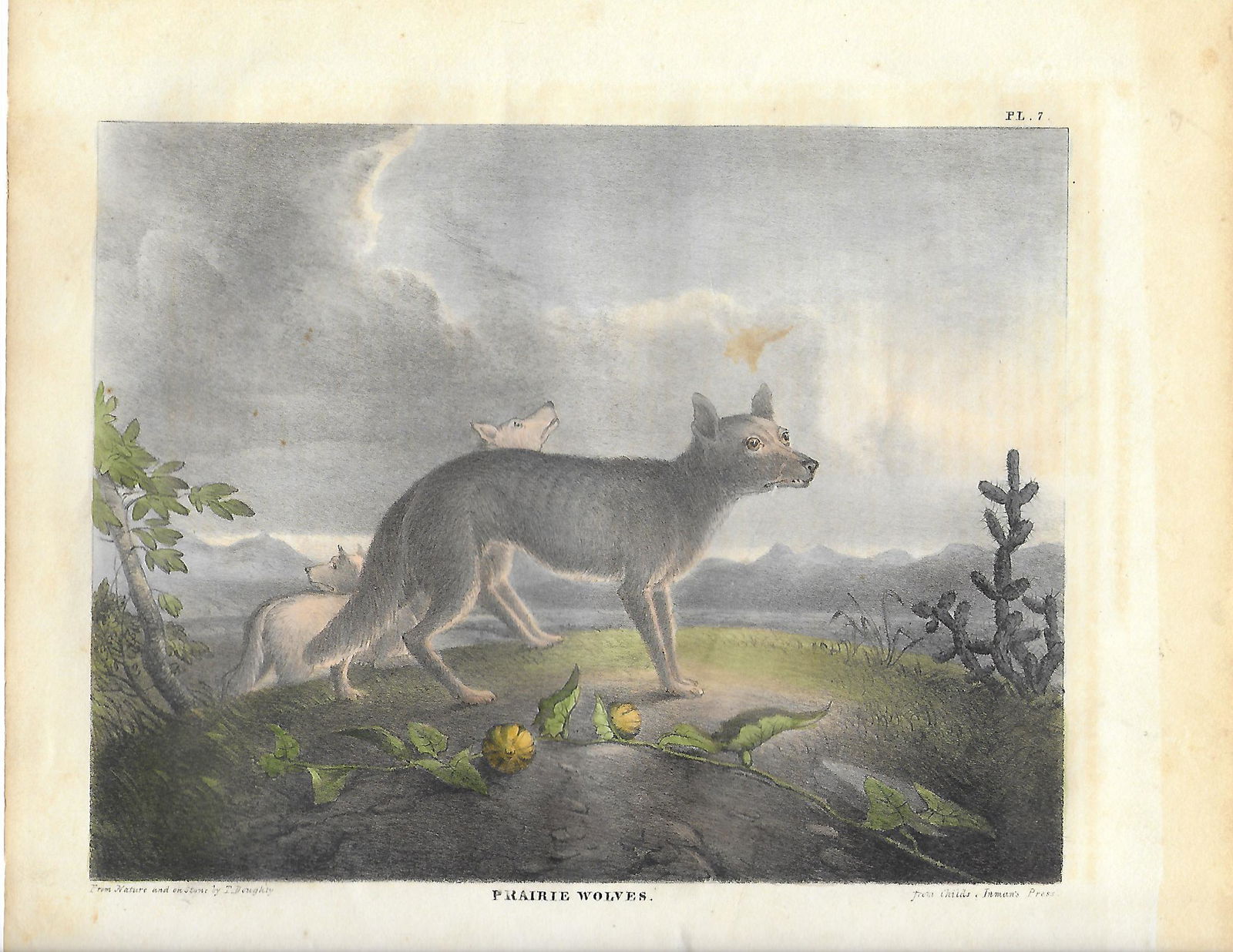 Prairie Wolves - early Americanantique print: Thomas Doughty (1 of 1)
