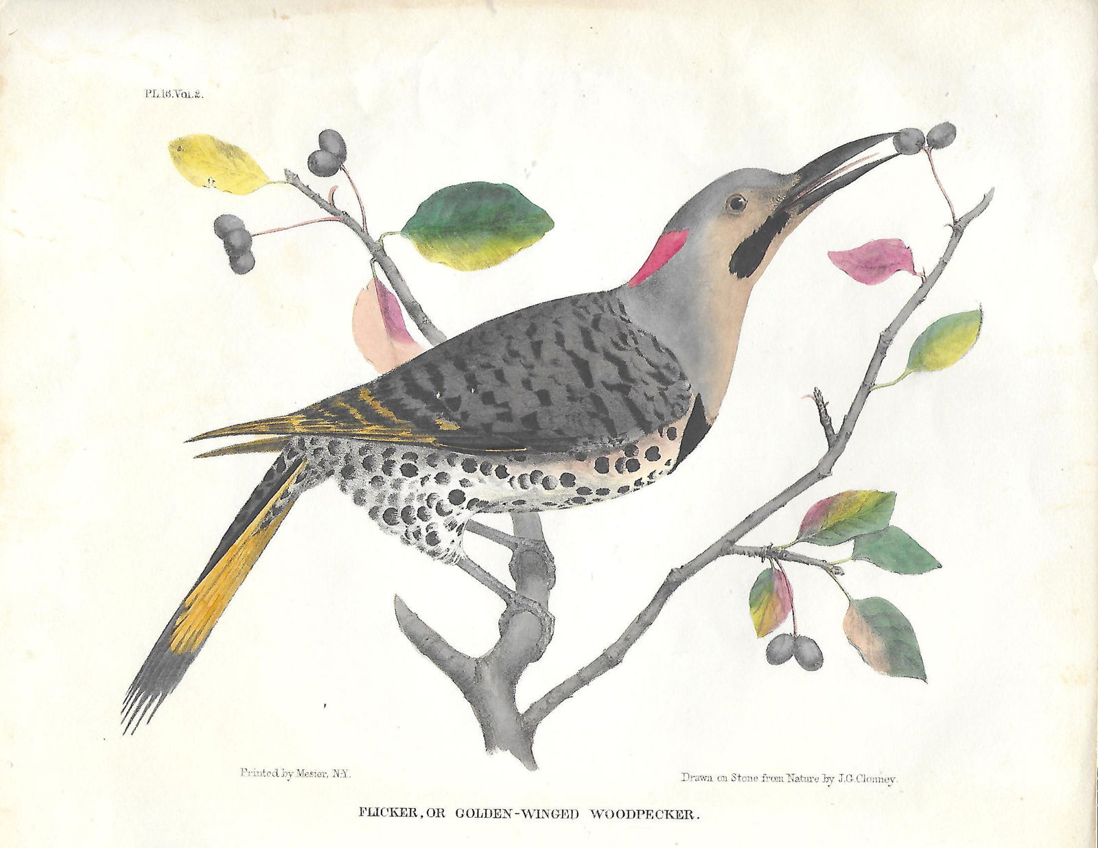 Flicker - early American antique print: Thomas Doughty (1 of 1)