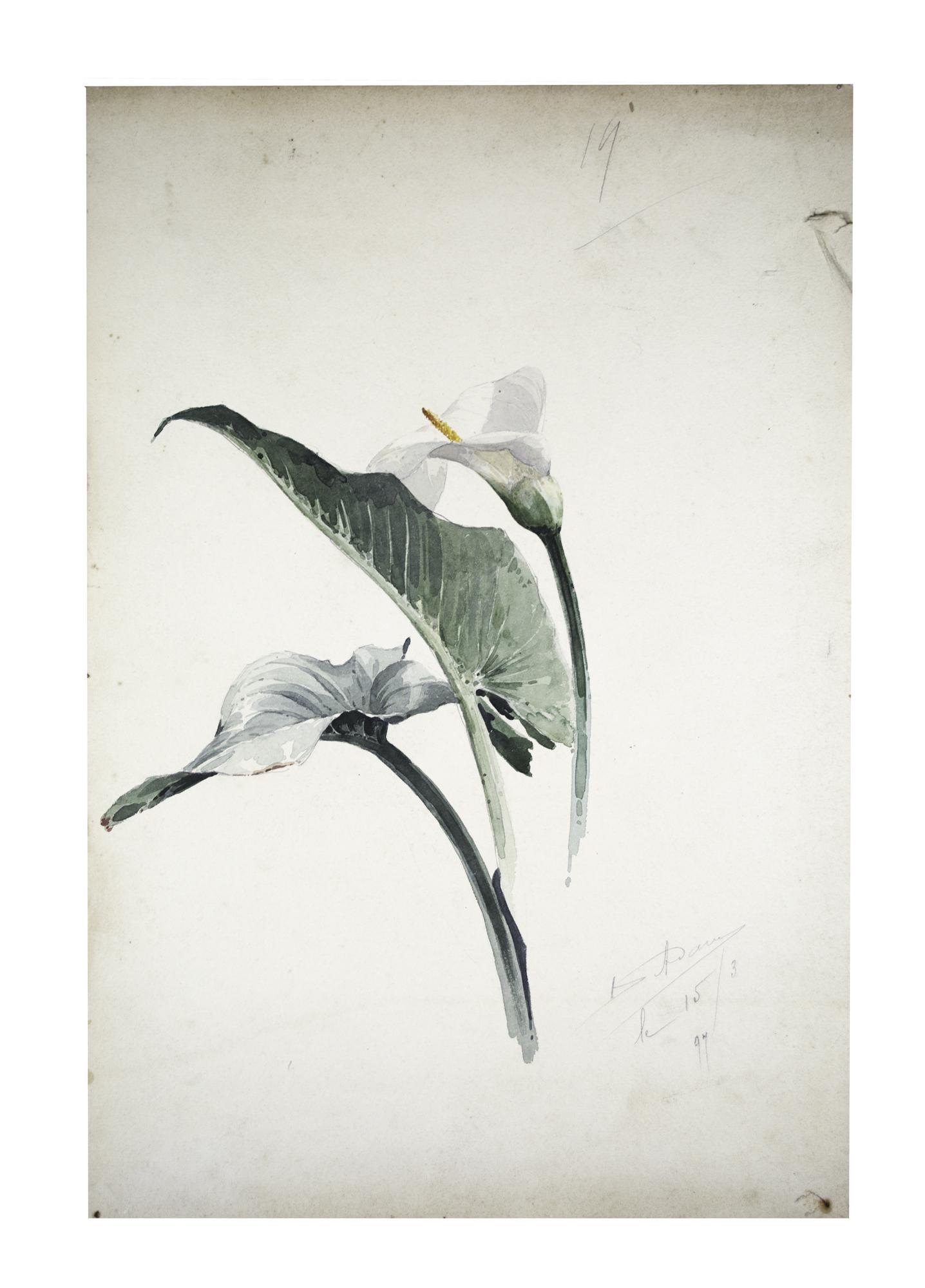 FRENCH aquarellist painting of White Calla Lily Henri Adam 1890 (1 of 2)