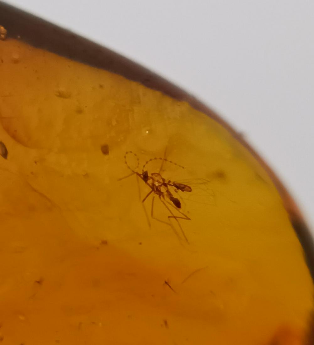 100 MILL YEARS OLD BURMITE AMBER WITH MOSQUITO: Title: 100 MILL YEARS OLD BURMITE AMBER WITH MOSQUITO Origin: Hukawang Valley, Kachin State, Myanmar Size: 1.3x1x0.5 cm / 0.37 gram Description: yellow burmite amber with mosquito Reserve: $12.00 Ship
